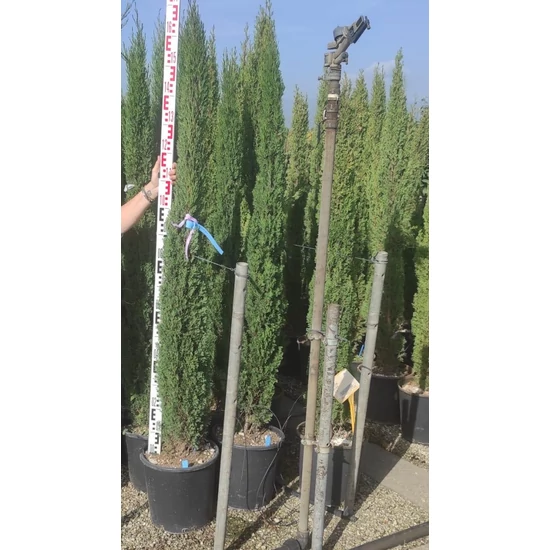 Európai ciprus   CUPRESSUS SEMPERVIRENS TOTEM 175/+ K18