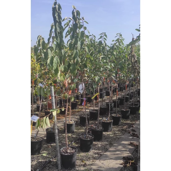 Datolyaszilva Diospyros kaki Vaniglia