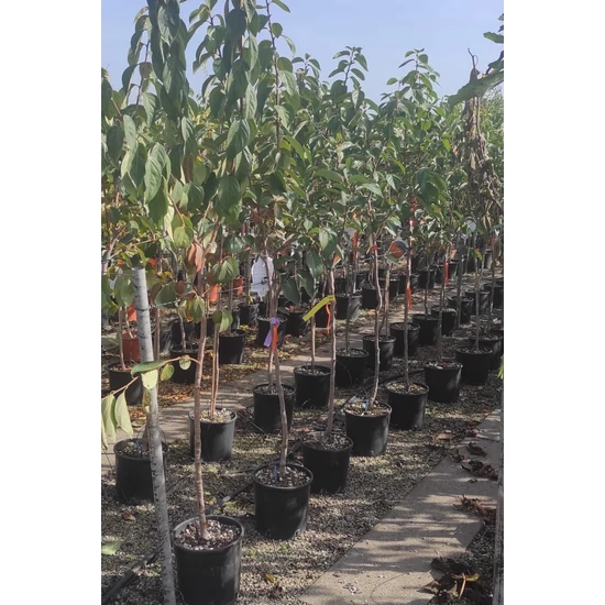 Datolyaszilva Diospyros kaki Mela
