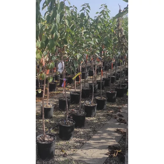 Datolyaszilva Diospyros kaki Ragni