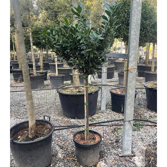 Keskenylevelű babérmeggy PRUNUS LAUROCERASUS OTTO LUYKEN T1/2 60/70 K25