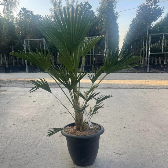 Kínai kenderpálma  TRACHYCARPUS FORTUNEI WAGNERIANUS 60/80 DEKOR CSERÉP K15