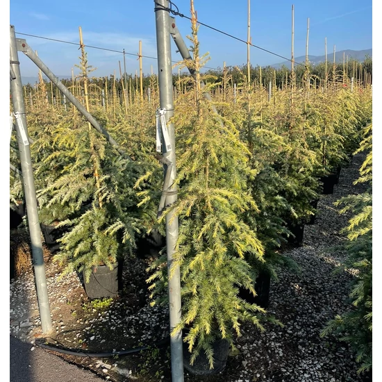Sárga himalájai cédrus CEDRUS DEODARA AUREA 125/150 K18