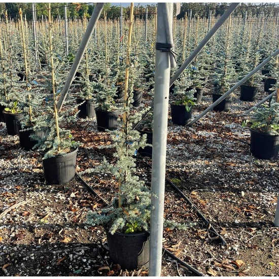Kék atlasz cédrus CEDRUS ATLANTICA GLAUCA 100/125 K18