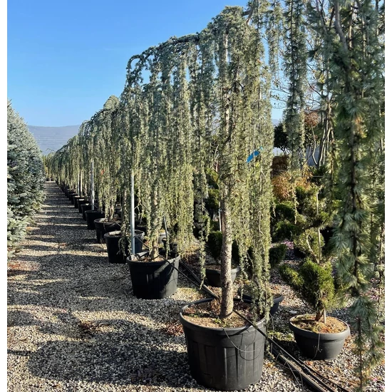 Kék csüngő atlasz cédrus CEDRUS ATLANTICA GLAUCA PENDULA T220 20/25 K180