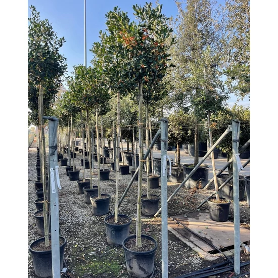 Magyal   ILEX MUTCHAGARA NELLIE R. STEVENS T200 8/10 K35