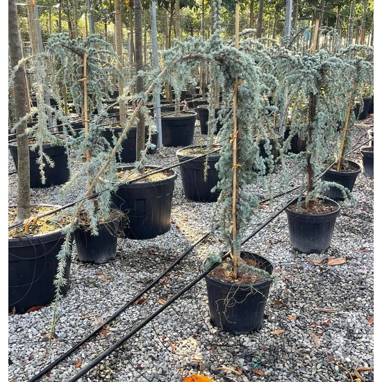 Kék csüngő atlasz cédrus CEDRUS ATLANTICA GLAUCA PENDULA 125/150 K30