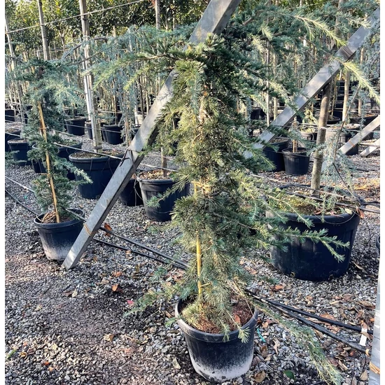 Csüngő himalájai cédrus  CEDRUS DEODARA PENDULA 125/150 K30
