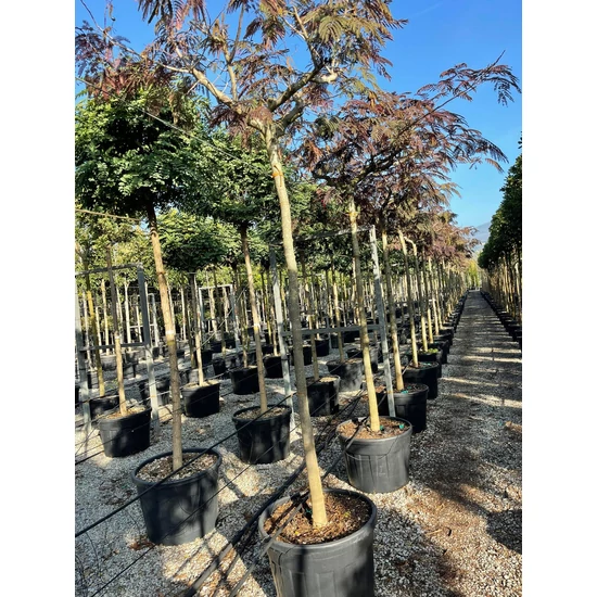Selyemakác  ALBIZIA JULIBRISSIN SUMMER CHOCOLATE T200 18/20 K90