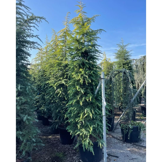 Sárga himalájai cédrus CEDRUS DEODARA AUREA 300/350 K110