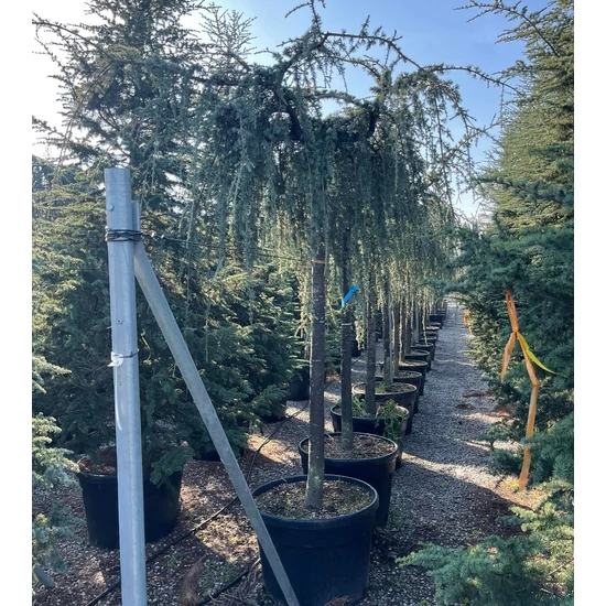 Kék csüngő atlasz cédrus CEDRUS ATLANTICA GLAUCA PENDULA T200 25/30 K150