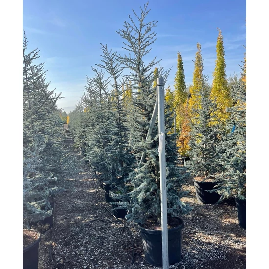 Csüngő atlasz cédrus   CEDRUS ATLANTICA GLAUCA PENDULA 200/250 K70