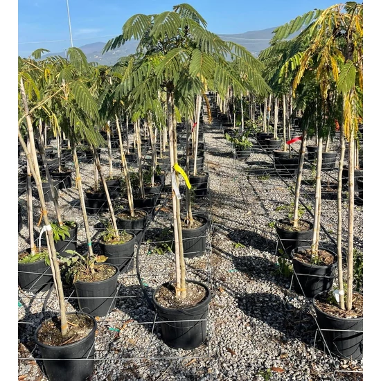 Selyemakác    ALBIZIA JULIBRISSIN OMBRELLA T80/90 6/8 K18
