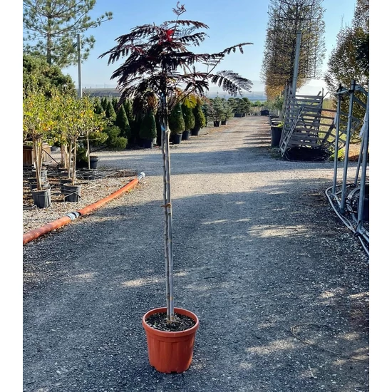 Selyemakác  ALBIZIA JULIBRISSIN SUMMER CHOCOLATE T80/90 6/8 K18
