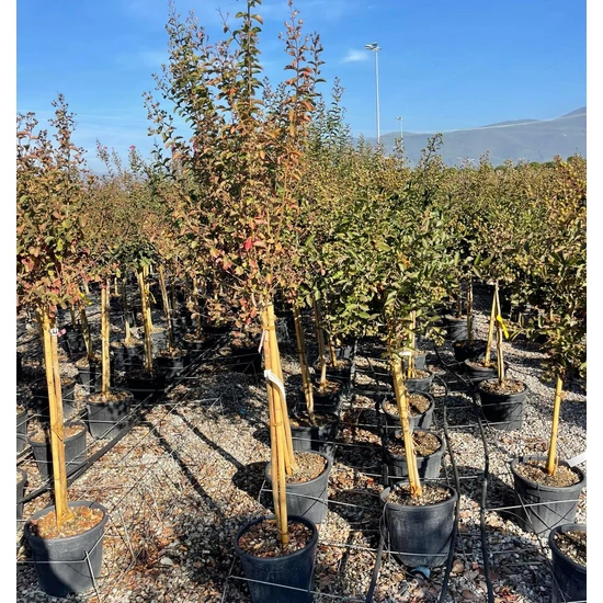Kínai selyemmirtusz  LAGERSTROEMIA INDICA T1/2 6/8 K18
