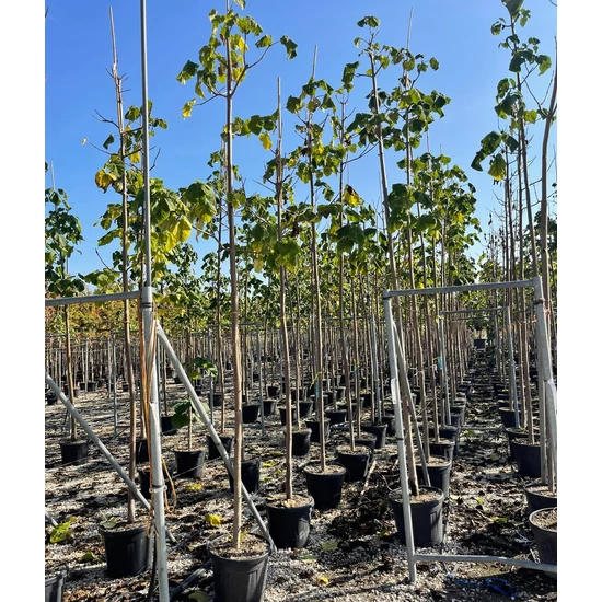 Nagylevelű császárfa   PAULOWNIA TOMENTOSA 12/14 K35