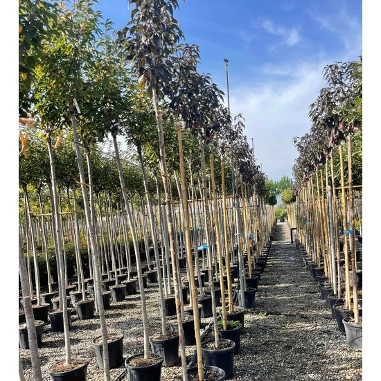 Vöröslevelű díszcseresznye   PRUNUS SERRULATA ROYAL BURGUNDY T200 8/10 K30