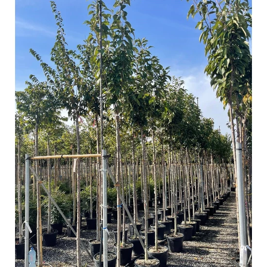 Japán díszcseresznye   PRUNUS SERRULATA KANZAN T200 8/10 K30