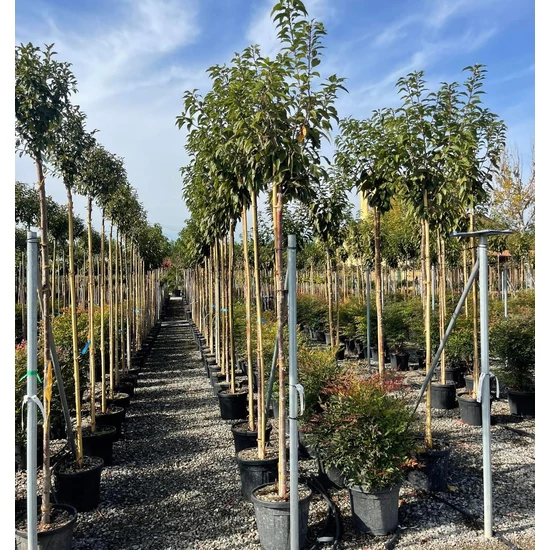 Japán díszcseresznye   PRUNUS SERRULATA KANZAN T200 10/12 K30