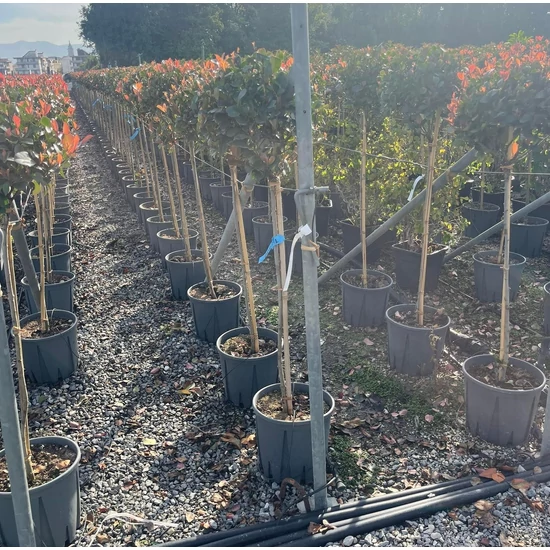 Örökzöld korallberkenye  PHOTINIA FRASERI NANA T1/2 K12
