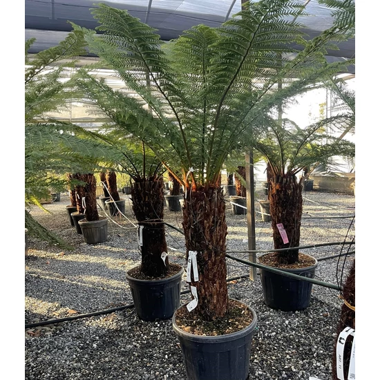 Óriás páfrányfa DICKSONIA ANTARCTICA T80/90 K70