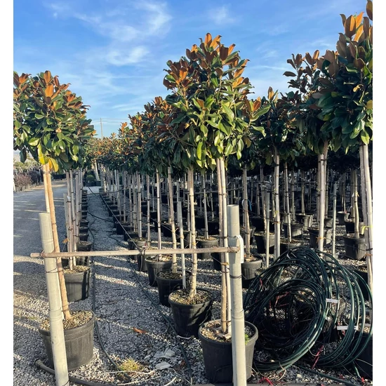 Örökzöld liliomfa  MAGNOLIA GRANDIFLORA GALLISONIENSIS PRAECOX T120 10/12 K35