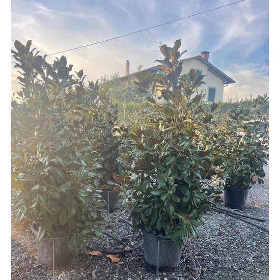 Örökzöld liliomfa   MAGNOLIA GRANDIFLORA GALLISONIENSIS PRAECOX 125/150 K35