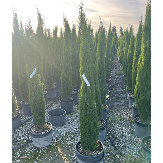Európai ciprus   CUPRESSUS SEMPERVIRENS TOTEM 150/175 K18