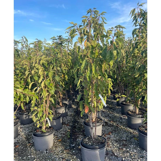 Oszlopos japán díszcseresznye PRUNUS SERRULATA AMANOGAWA 150/175 K20