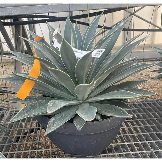 Közönséges agávé AGAVE LAVENDER LADY LAPOS TÁLBAN K25