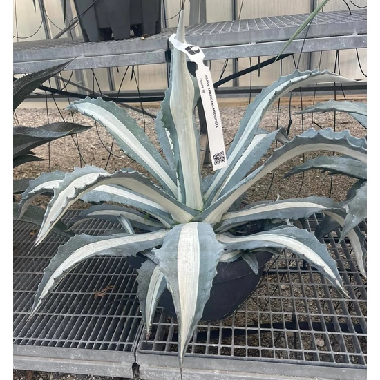 Közönséges agávé AGAVE AMERICANA MEDIOPICTA LAPOS TÁLBAN K25