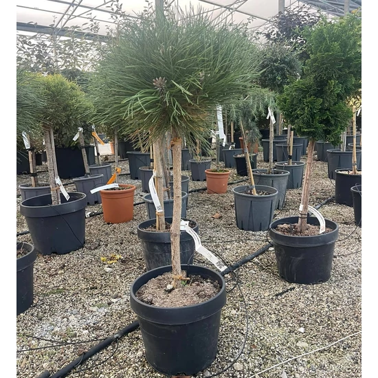 Törpe feketefenyő  PINUS NIGRA BAMBINO T1/4 K10