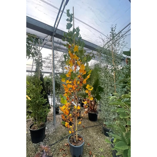 Oszlopos tulipánfa  LIRIODENDRON TULIPIFERA FASTIGIATUM 200/250 K30
