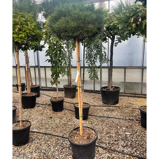 Hosszútűjű gömb feketefenyő  PINUS NIGRA BREPO T140 50/60 K35