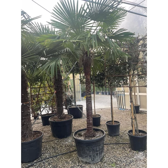 Kínai kenderpálma  CHAMAEROPS EXCELSA TISZTÍTOTT TÖRZS T160/180 K110