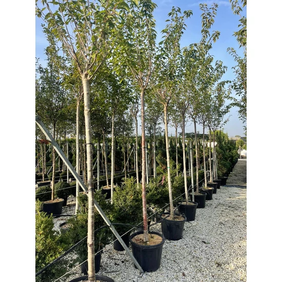 Japán díszcseresznye PRUNUS SERRULATA KANZAN T200 16/18 K55