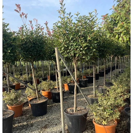 Örökzöld korallberkenye   PHOTINIA FRASERI RED ROBIN T1/2 50/60 K30