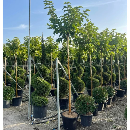 Platánlevelű eperfa MORUS PLATANOIDES FRUITLESS T200 14/16 K55