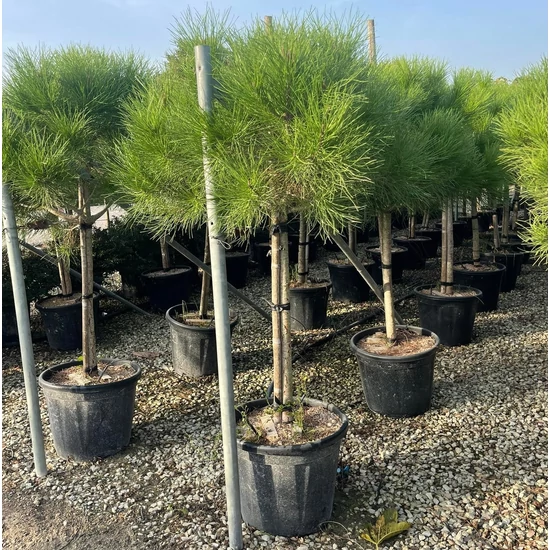 Mandulafenyő   PINUS PINEA T1/2 8/10 K25