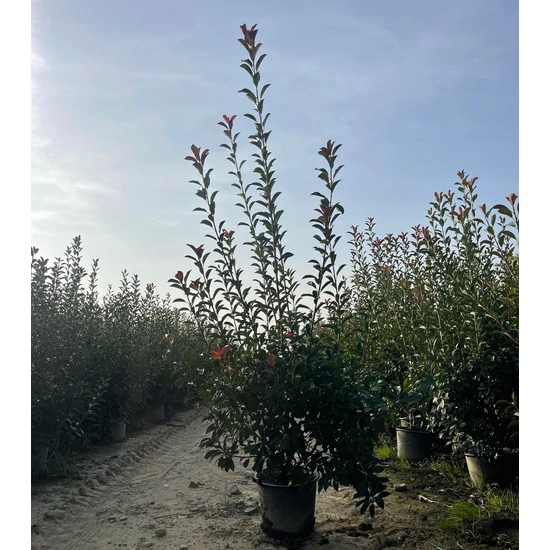 Örökzöld korallberkenye   PHOTINIA FRASERI RED ROBIN 200/250 K30