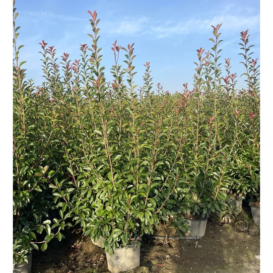 Örökzöld korallberkenye   PHOTINIA FRASERI RED ROBIN 175/+ K30