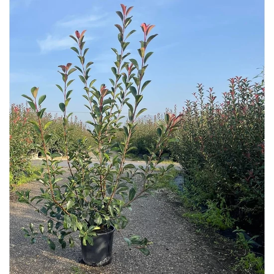 Örökzöld korallberkenye   PHOTINIA FRASERI RED ROBIN 125/150 K10