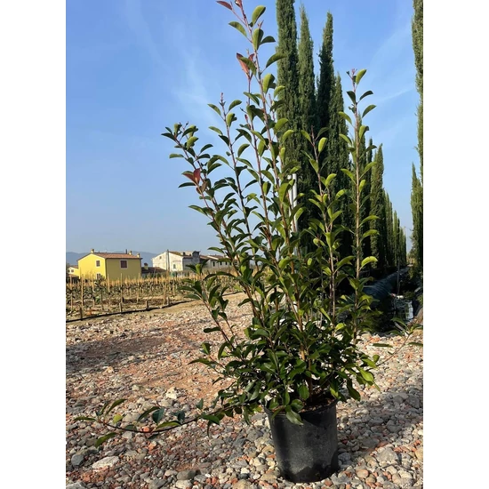 Örökzöld korallberkenye   PHOTINIA FRASERI COMPACTA 125/+ K10