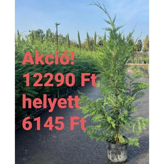 Leyland ciprus   CUPRESSOCYPARIS LEYLANDII 125/+ K7