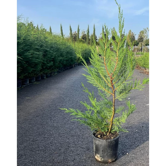 Leyland ciprus   CUPRESSOCYPARIS LEYLANDII 60/80 K3
