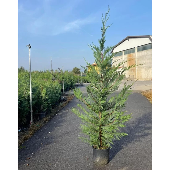 Leyland ciprus   CUPRESSOCYPARIS LEYLANDII 150/+ K10