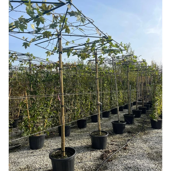 Kék csüngő atlasz cédrus CEDRUS ATLANTICA GLAUCA PENDULA T200 8/10 K30