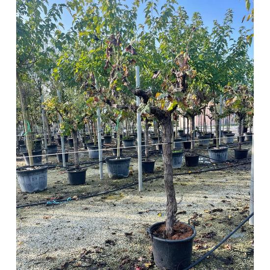Aprólevelű fagyal LIGUSTRUM JONANDRUM T1/2 K18