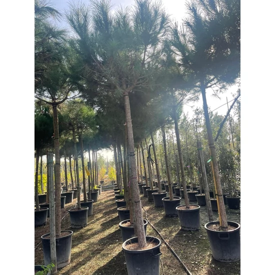 Mandulafenyő    PINUS PINEA T200 20/25 K80