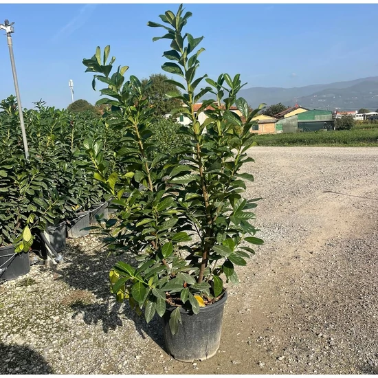 Közönséges babérmeggy  PRUNUS LAUROCERASUS NOVITA 150/+ K18